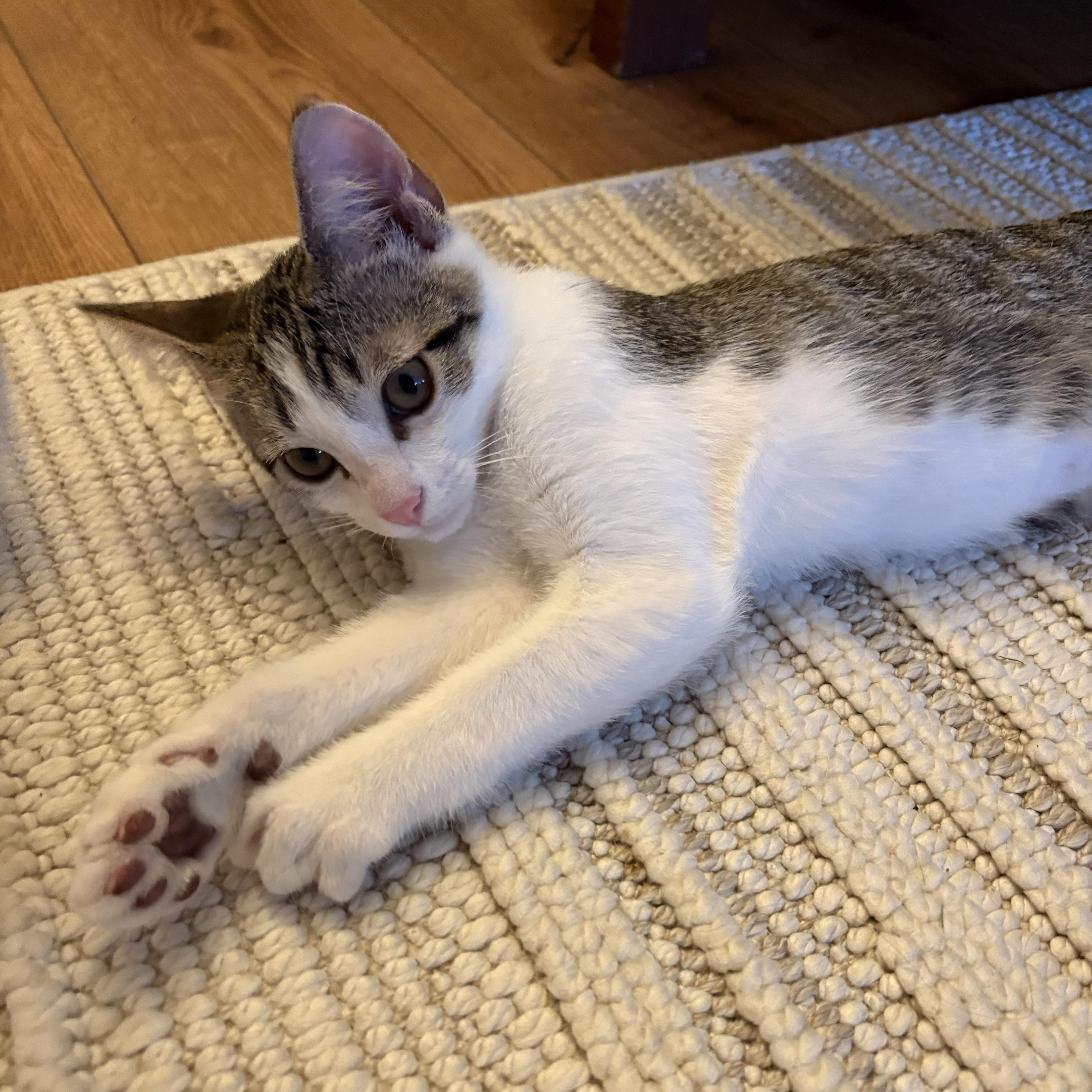 Enlarge Forrest, a Adoptable Domestic Short Hair in Bentonville, AR image 4/5