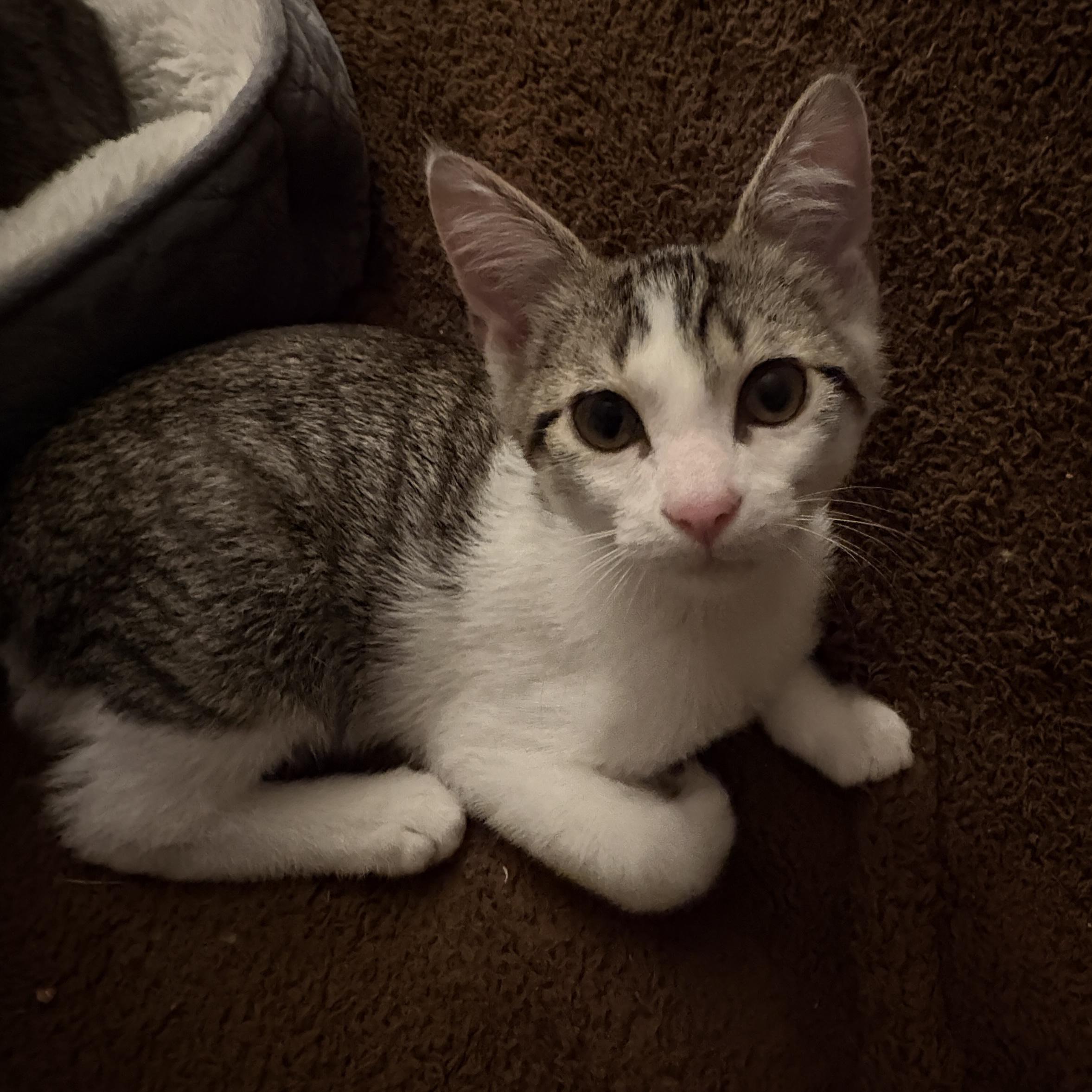 Enlarge Forrest, a Adoptable Domestic Short Hair in Bentonville, AR image 5/5