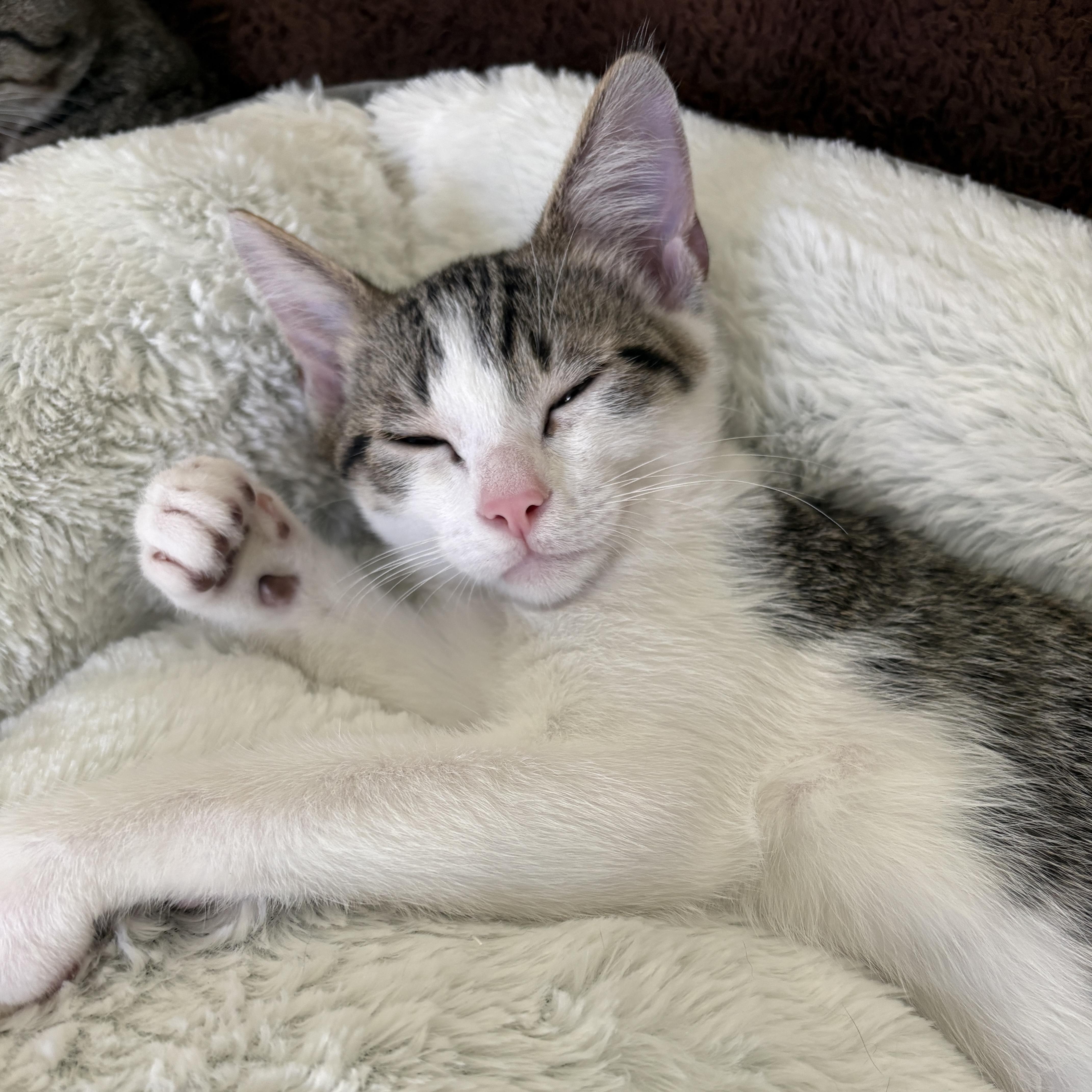 Enlarge Forrest, a Adoptable Domestic Short Hair in Bentonville, AR image 3/5