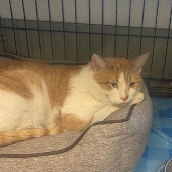 Enlarge Beasty, a ADOPTABLE Domestic Short Hair in Attleboro, MA image 1/2