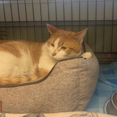 Enlarge Beasty, a ADOPTABLE Domestic Short Hair in Attleboro, MA image 2/2