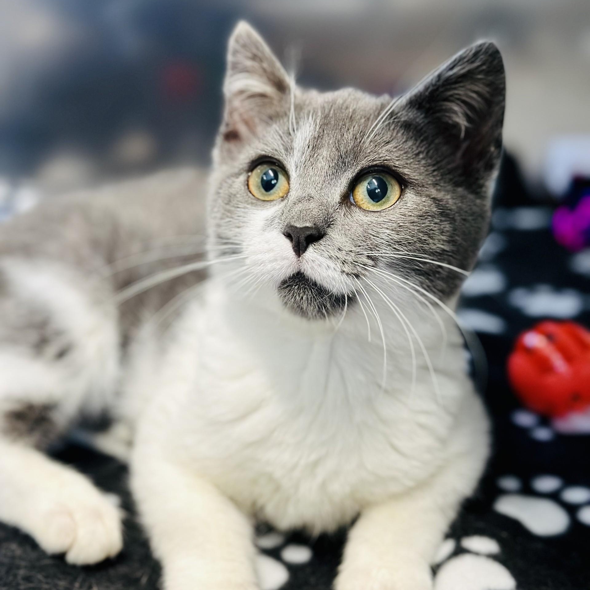 Enlarge Yuki , a ADOPTABLE Domestic Short Hair in Jackson, NJ image 2/3