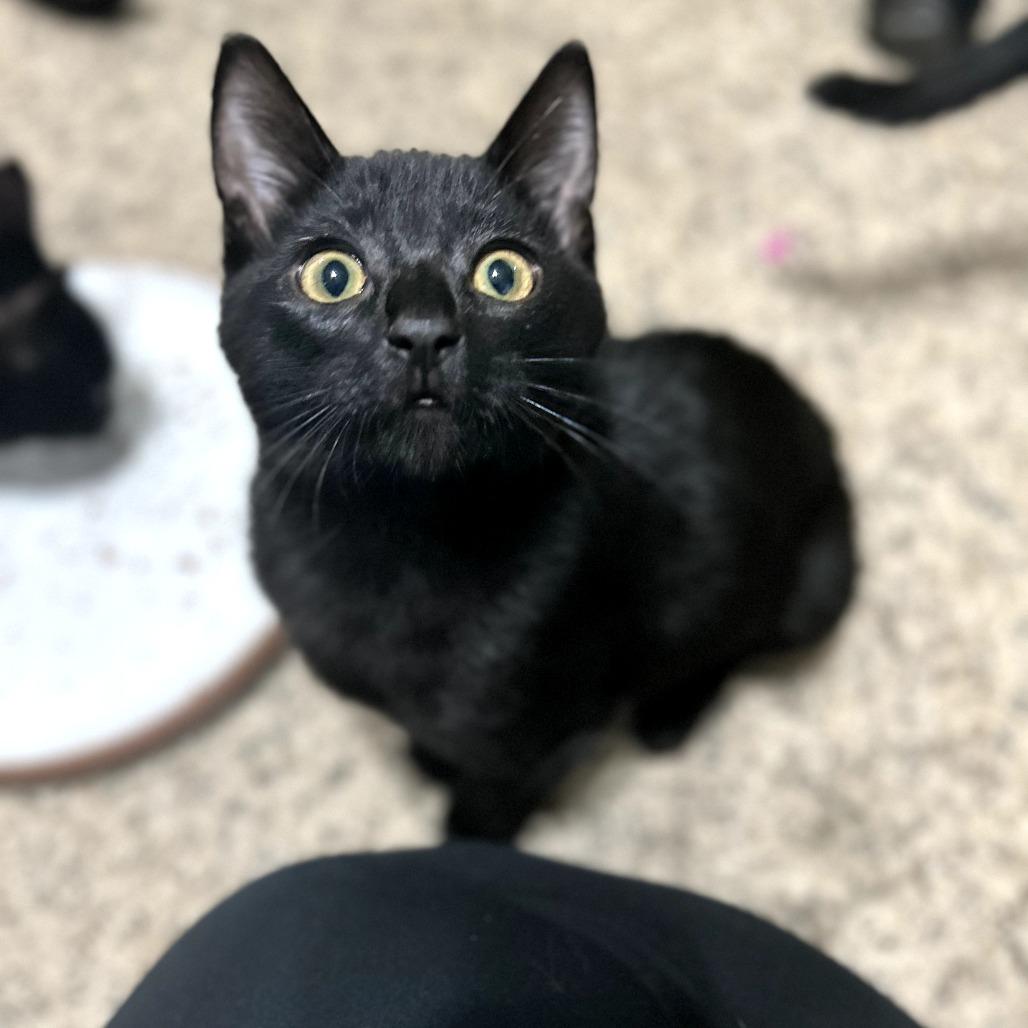 Max, Adoptable, Kitten Male Domestic Short Hair.