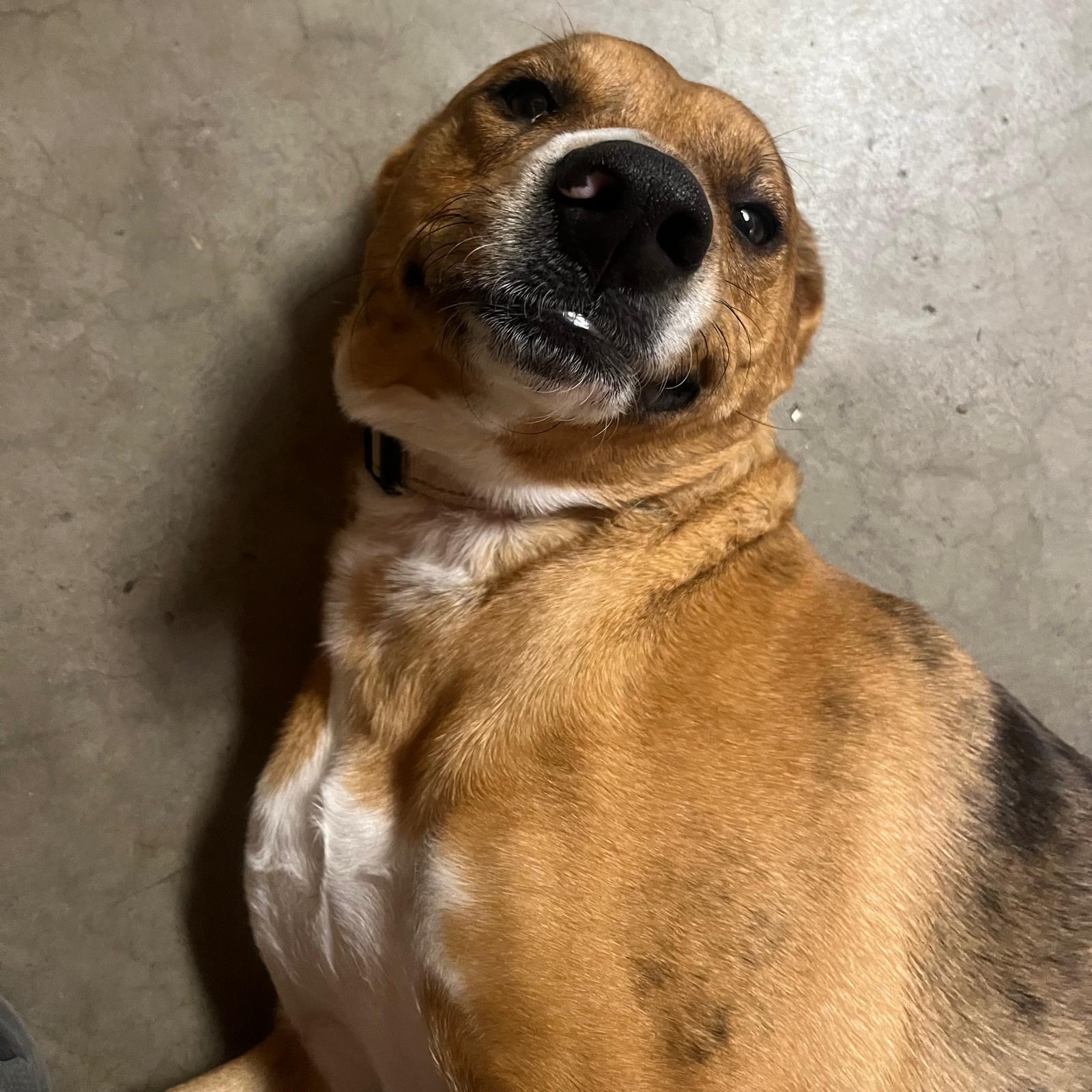 Enlarge Venus, a ADOPTABLE mixed breed in Huntington Beach, CA image 5/6