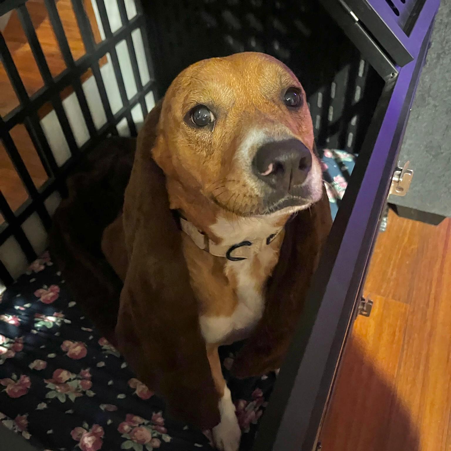 Enlarge Venus, a ADOPTABLE mixed breed in Huntington Beach, CA image 1/6