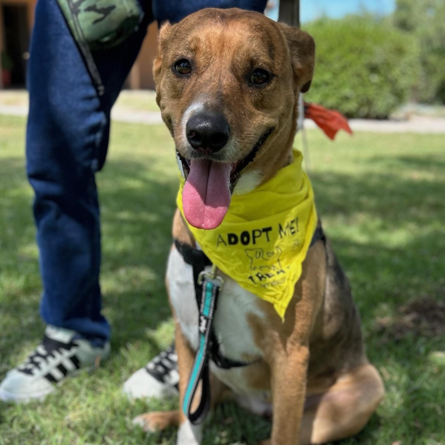 Enlarge Venus, a ADOPTABLE mixed breed in Huntington Beach, CA image 2/6