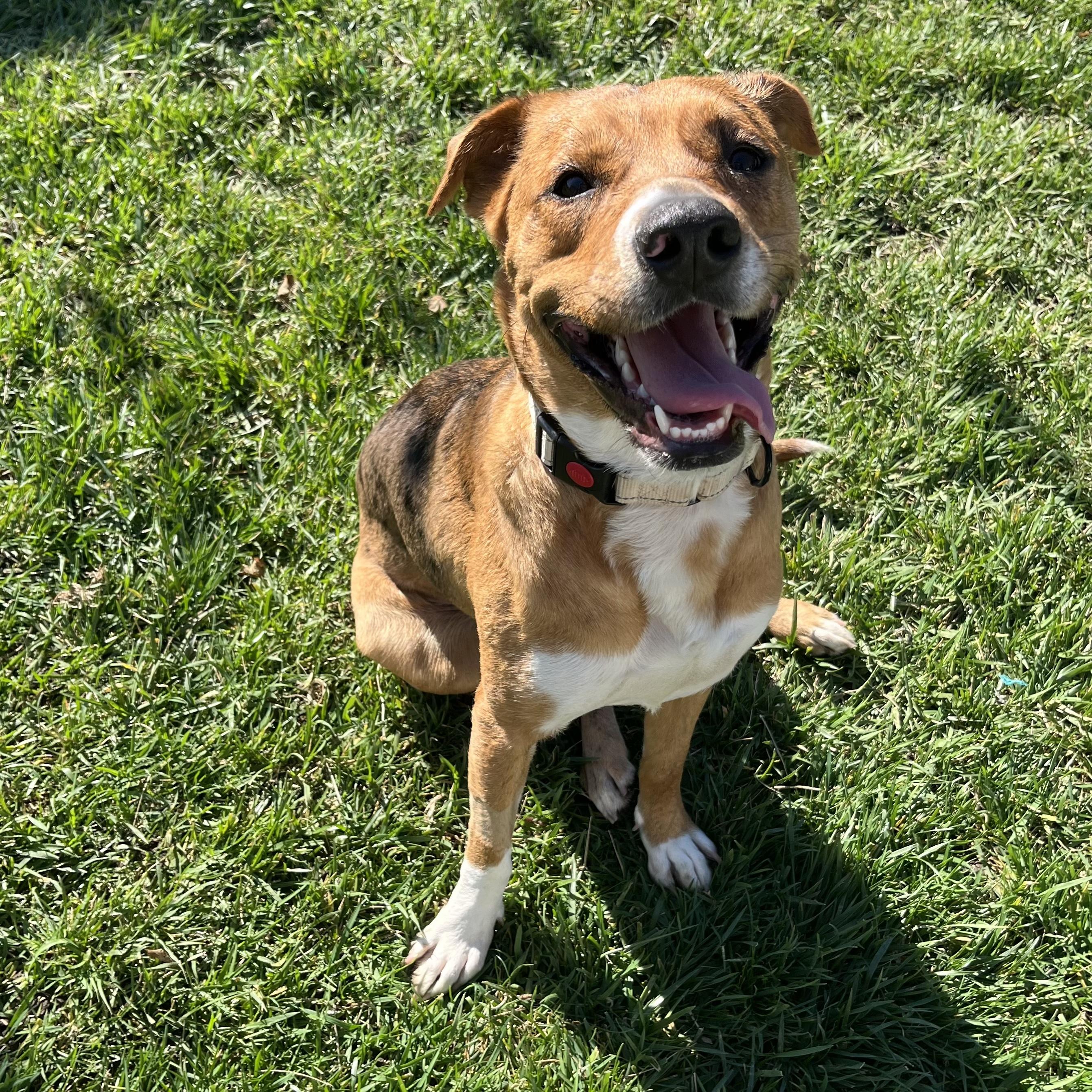 Enlarge Venus, a ADOPTABLE mixed breed in Huntington Beach, CA image 3/6