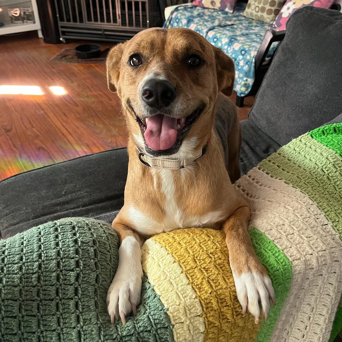 Venus, ADOPTABLE, Young Female Catahoula Leopard Dog & American Bulldog.