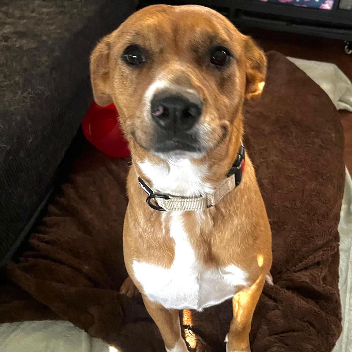 Enlarge Venus, a ADOPTABLE mixed breed in Huntington Beach, CA image 3/6