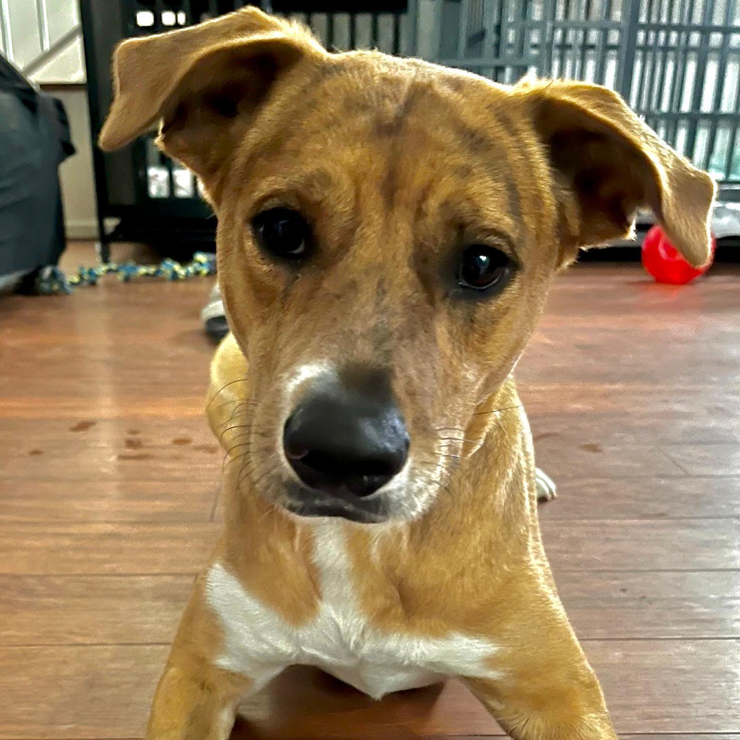 Enlarge Venus, a ADOPTABLE mixed breed in Huntington Beach, CA image 2/6