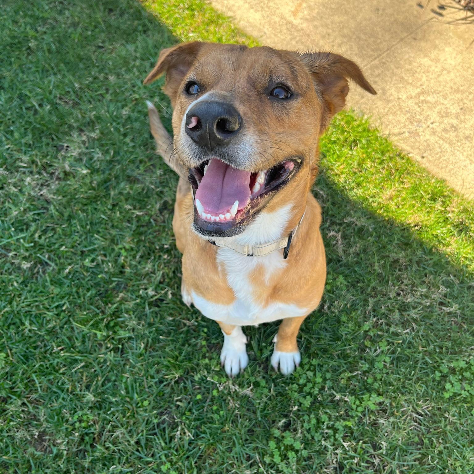 Enlarge Venus, a ADOPTABLE mixed breed in Huntington Beach, CA image 3/6
