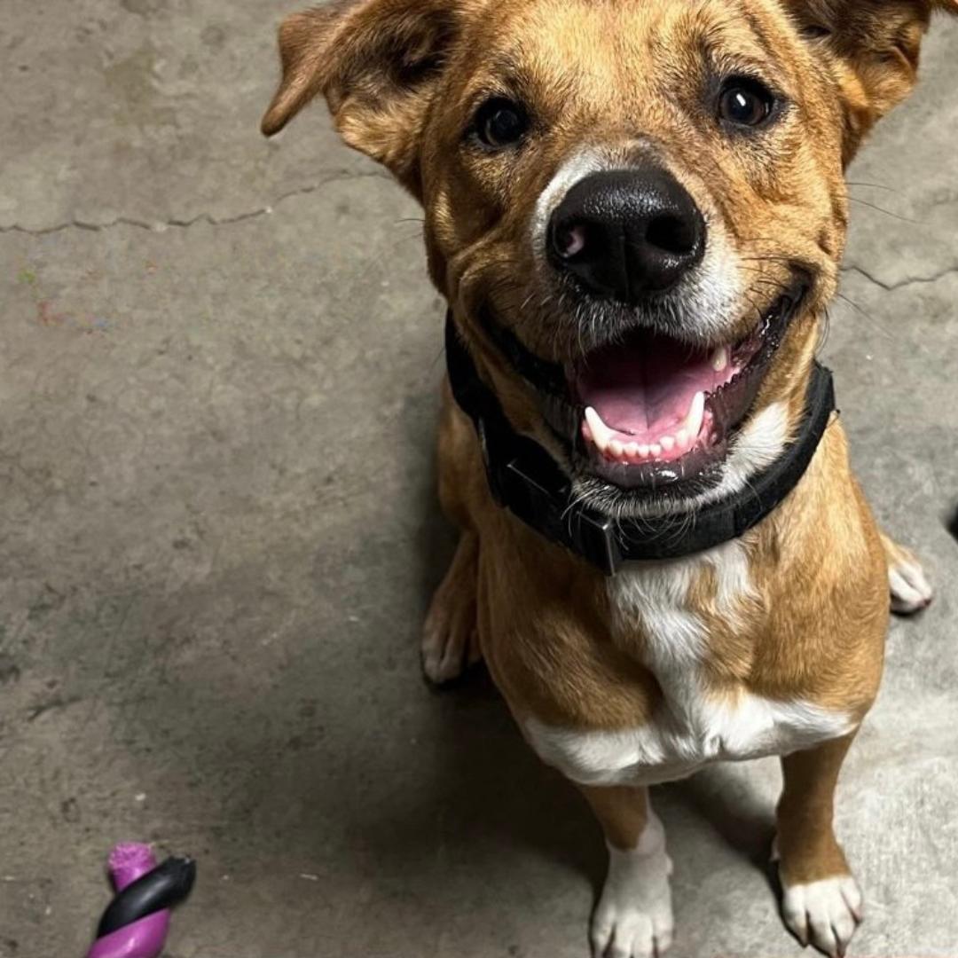 Enlarge Venus, a ADOPTABLE mixed breed in Huntington Beach, CA image 4/6