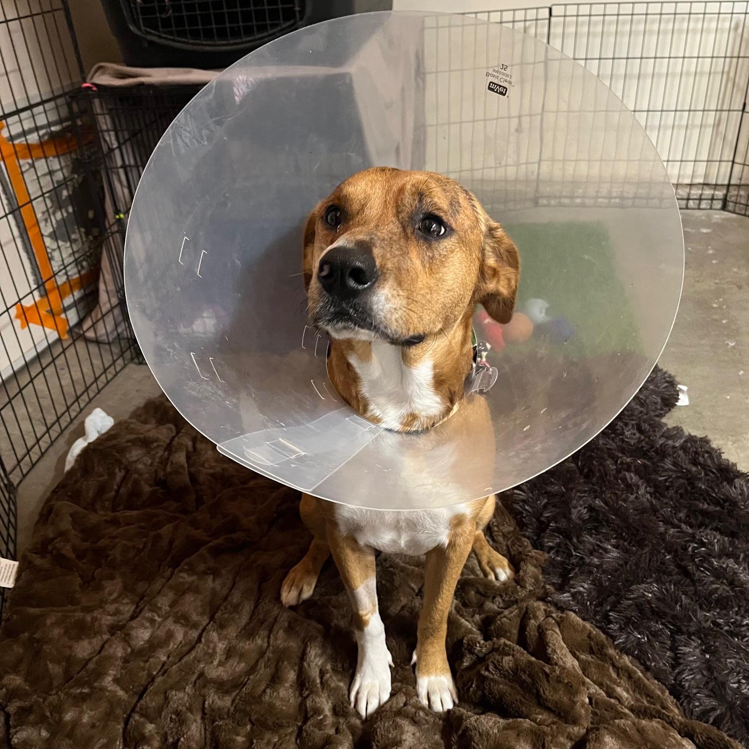 Enlarge Venus, a ADOPTABLE mixed breed in Huntington Beach, CA image 5/6