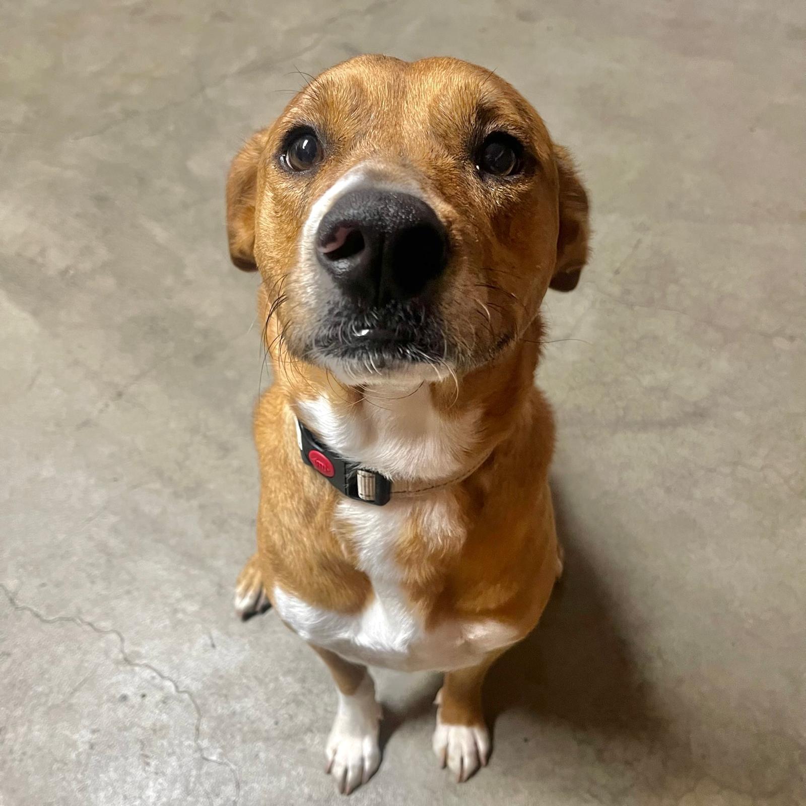 Enlarge Venus, a ADOPTABLE mixed breed in Huntington Beach, CA image 4/6