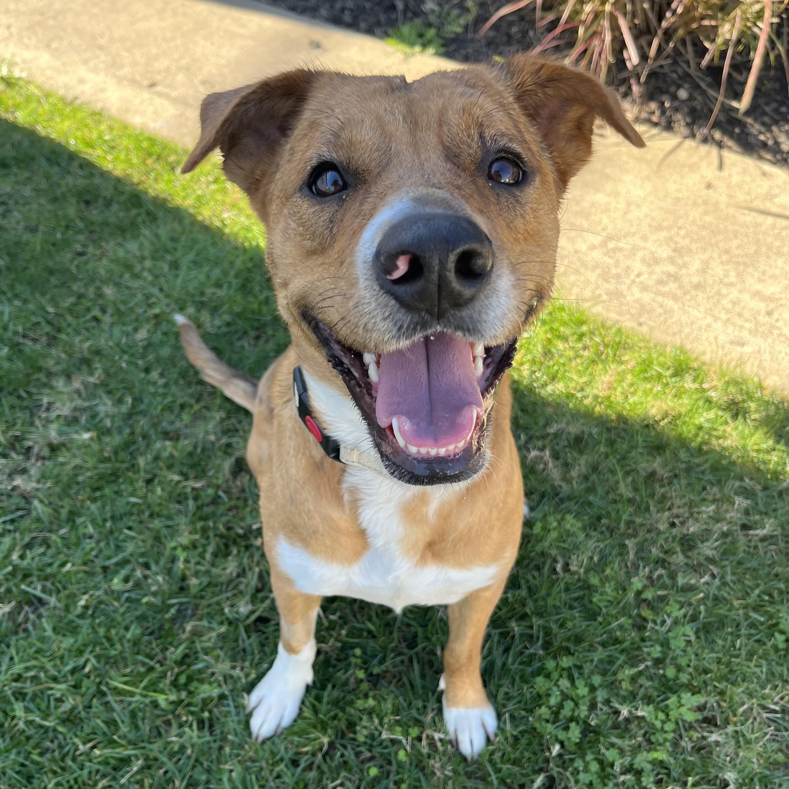 Enlarge Venus, a ADOPTABLE mixed breed in Huntington Beach, CA image 1/6