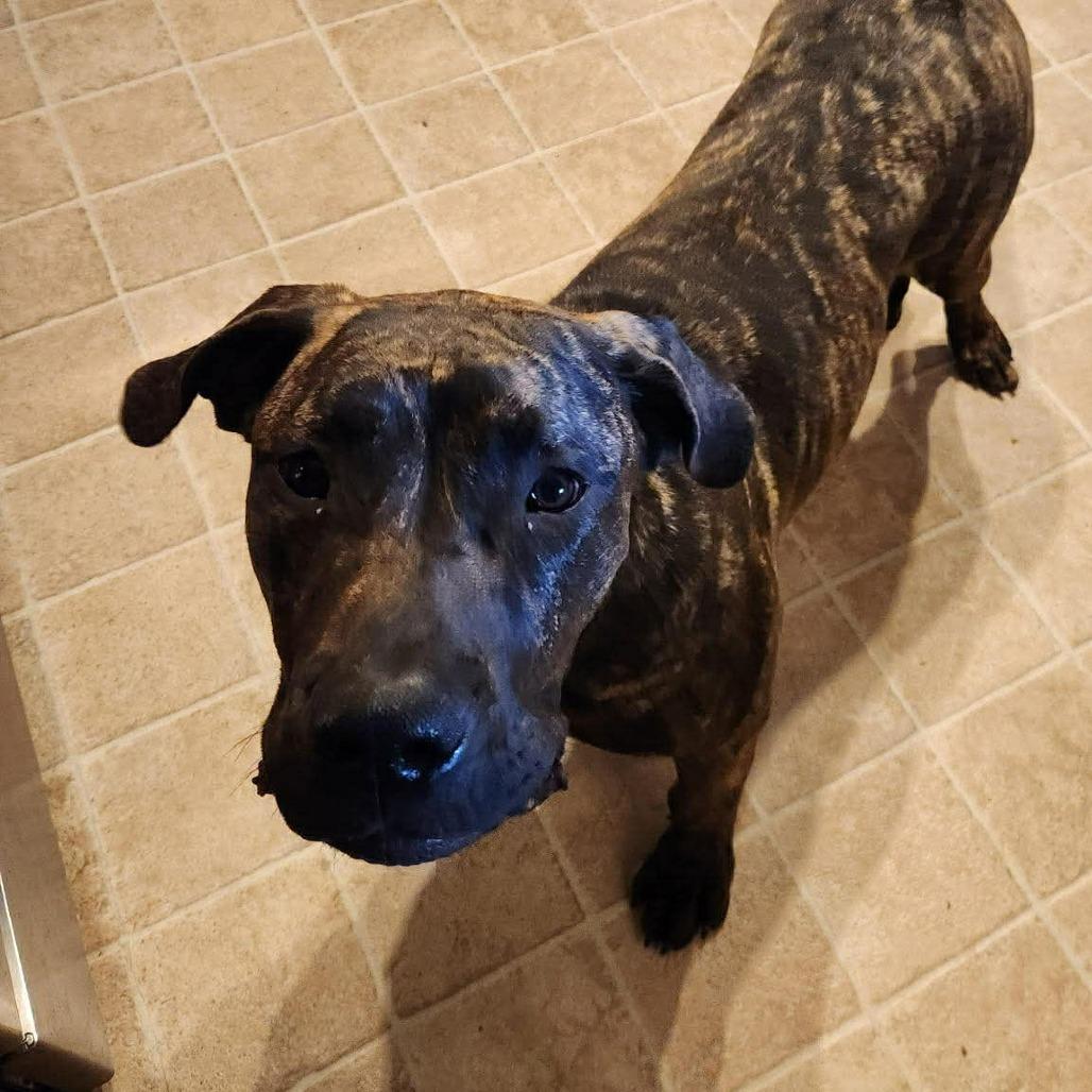 Mocha, Adoptable, Young Female Presa Canario.