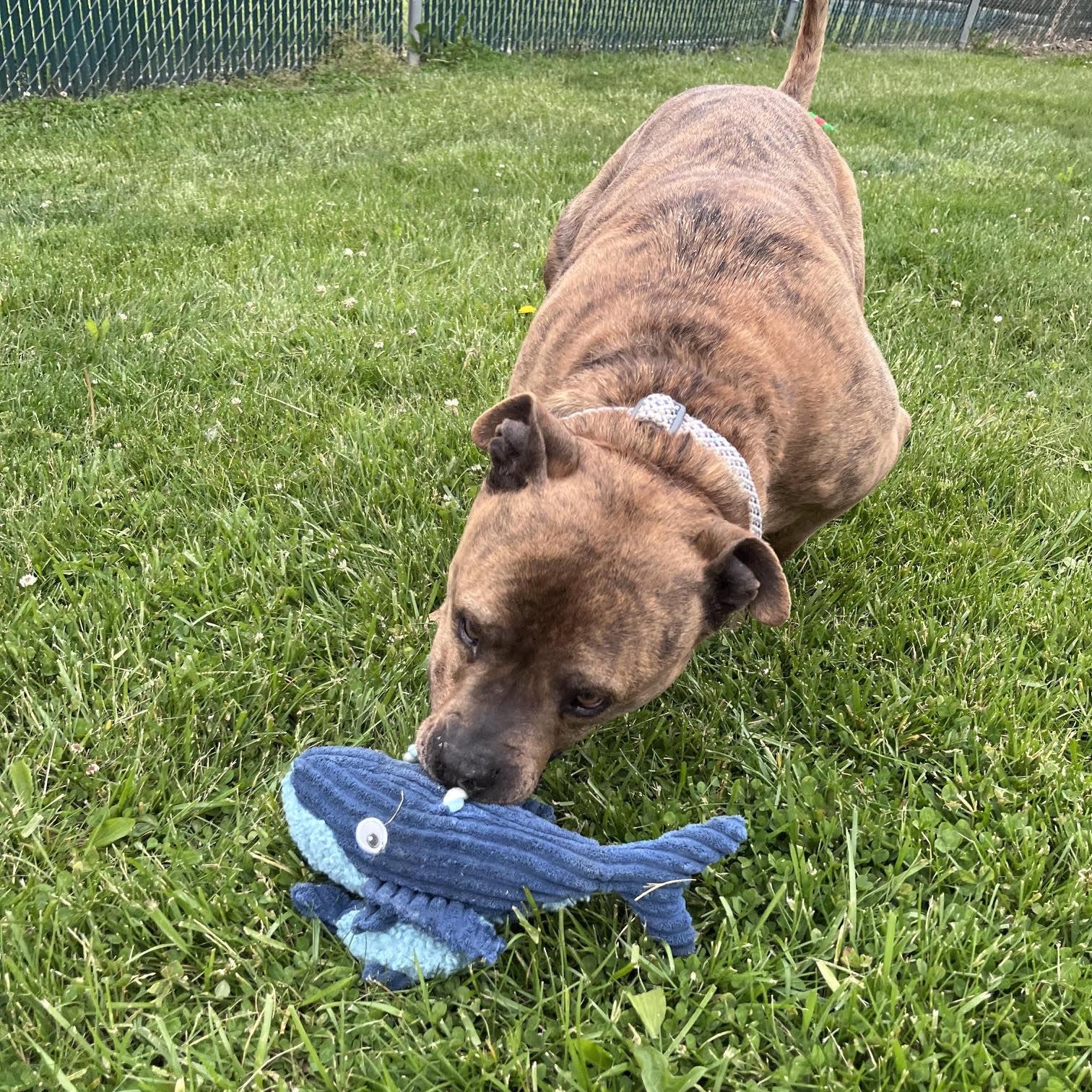 Tiger Tony, an adopted mixed breed in West Jefferson, OH image 6/6