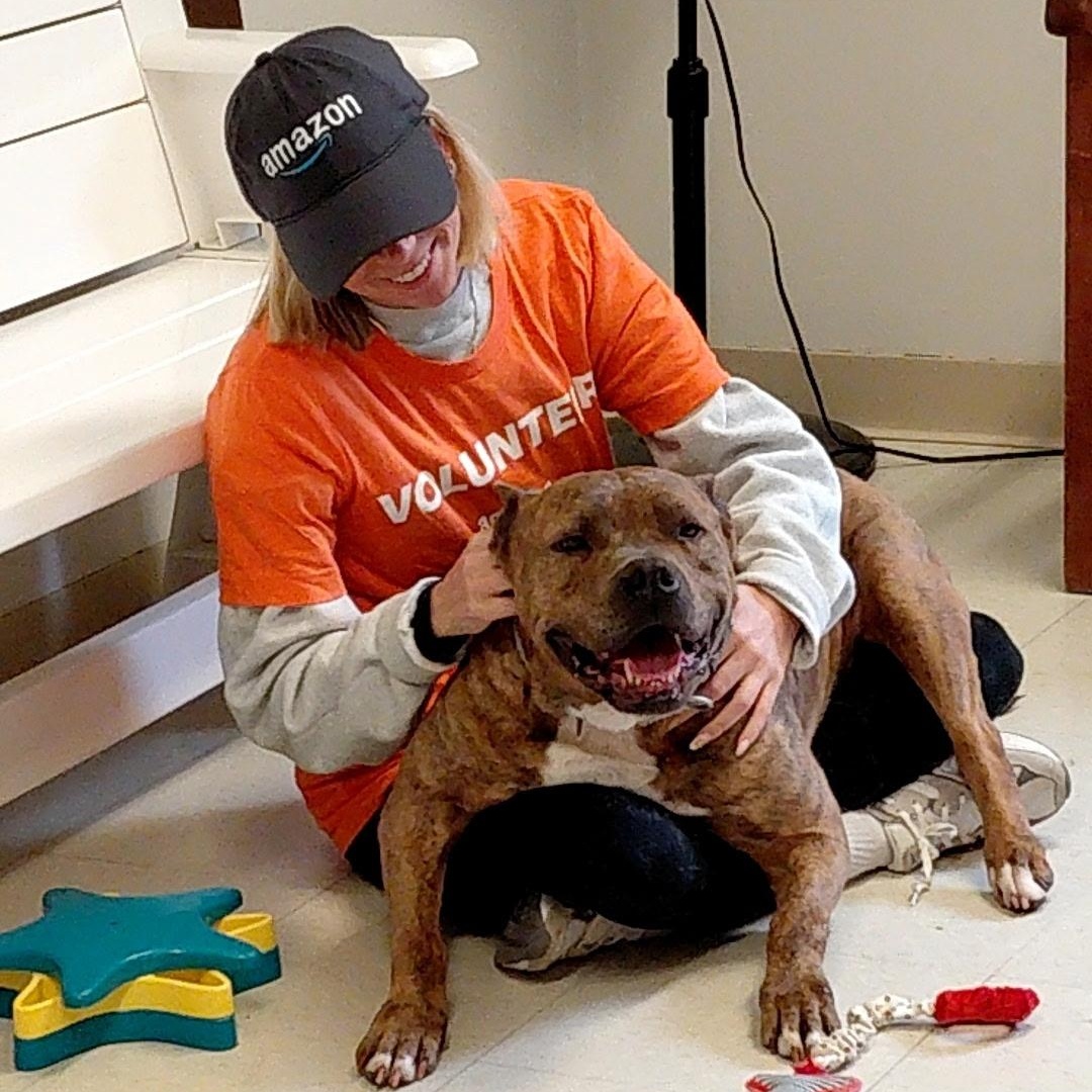 Tiger Tony, adopted, Adult Male Terrier & American Bully.
