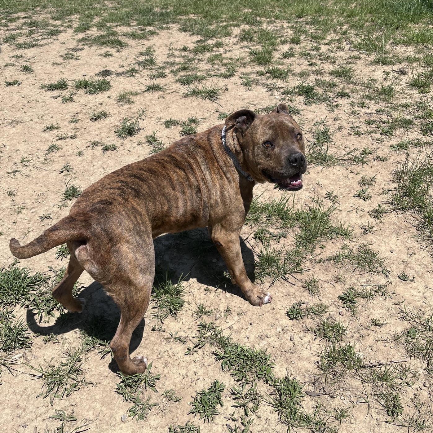 Tiger Tony, an adopted mixed breed in West Jefferson, OH image 4/6