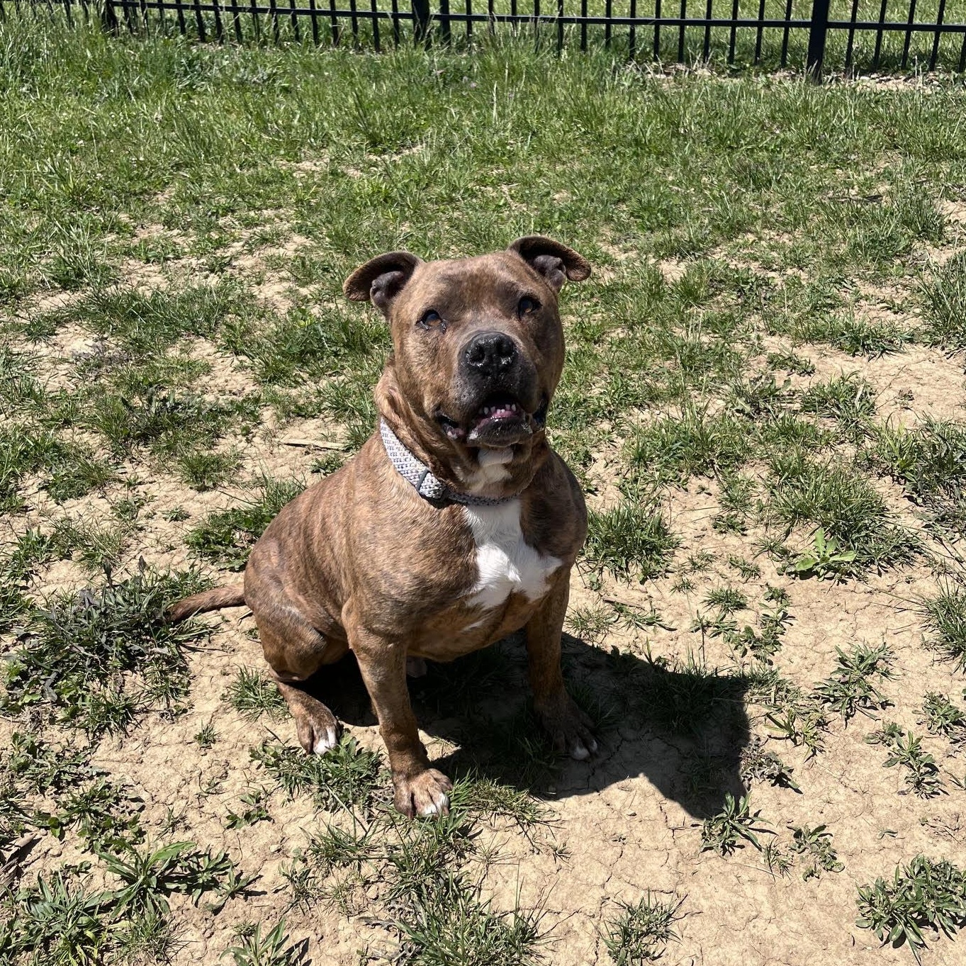 Tiger Tony, an adopted mixed breed in West Jefferson, OH image 3/6