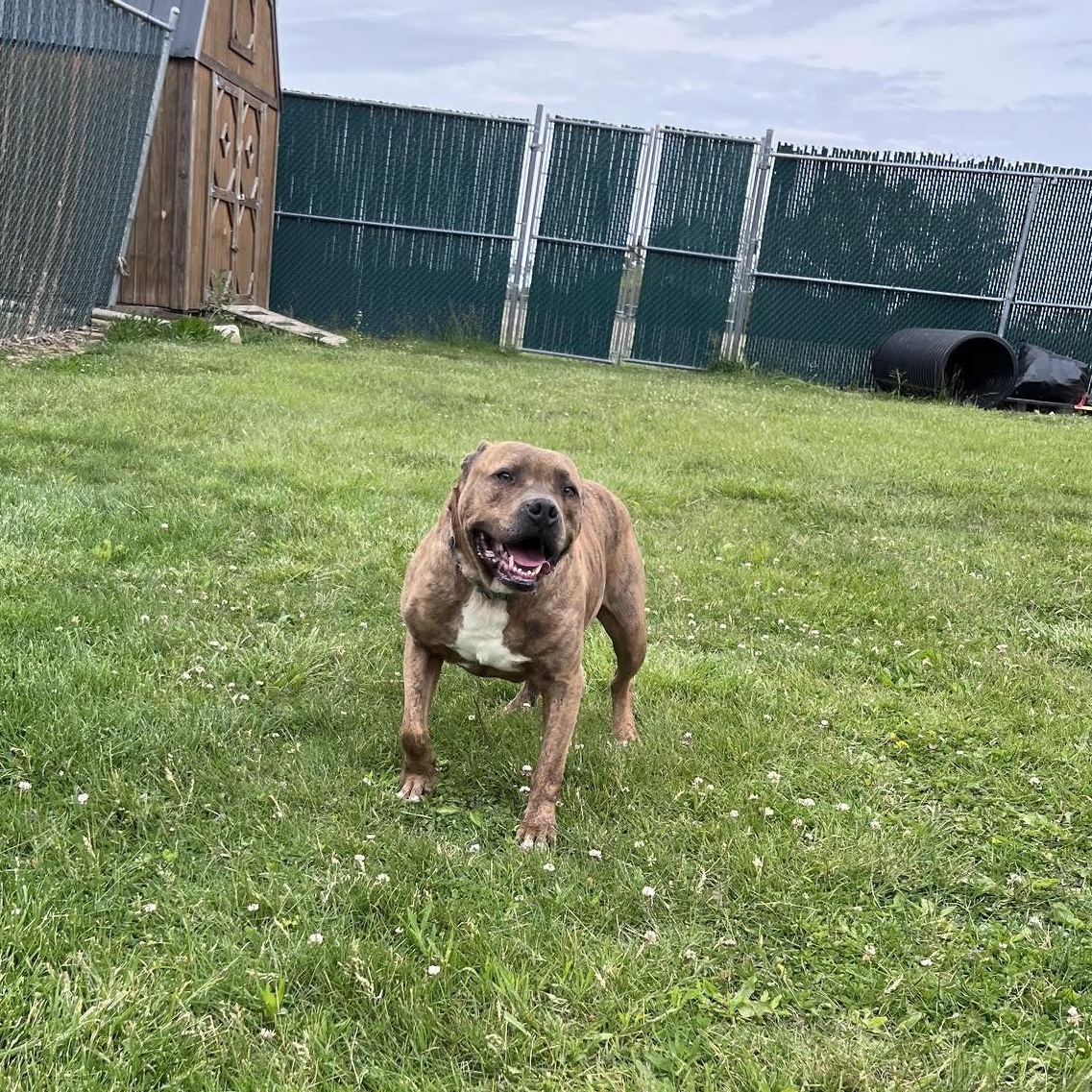 Tiger Tony, an adopted mixed breed in West Jefferson, OH image 5/6
