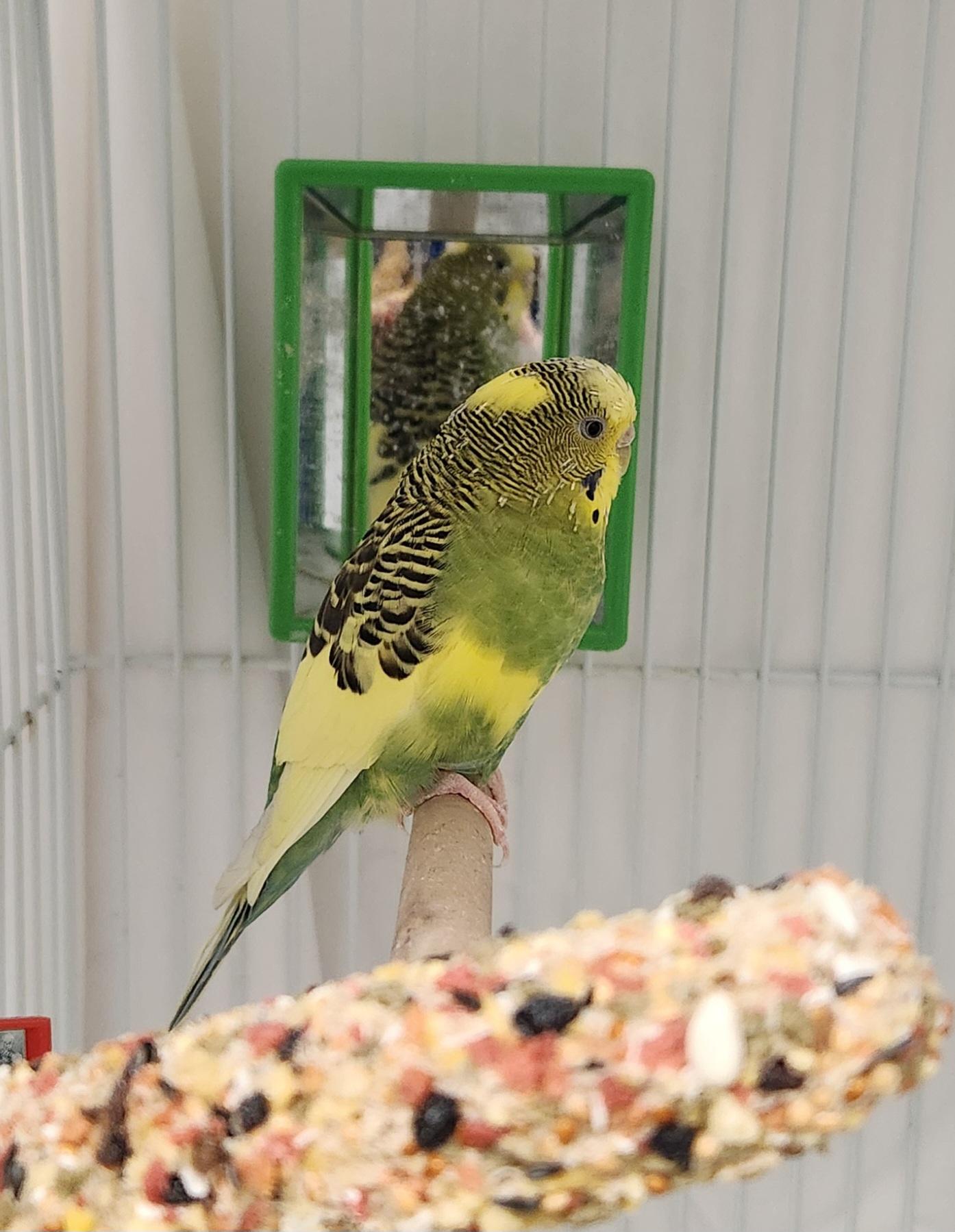 Enlarge Stephanie, an adopted Parakeet (Other) in Clayton, NJ image 1/2