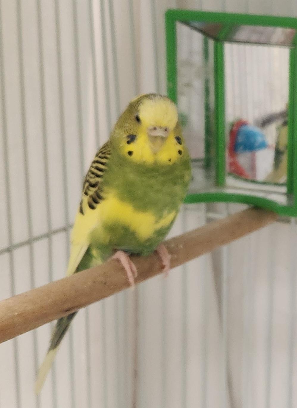 Enlarge Stephanie, an adopted Parakeet (Other) in Clayton, NJ image 2/2