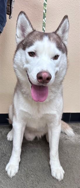 Elliot, a ADOPTABLE Husky in Phoenix, OR image 3/4