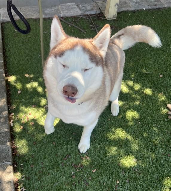 Elliot, ADOPTABLE, Young Male Husky.