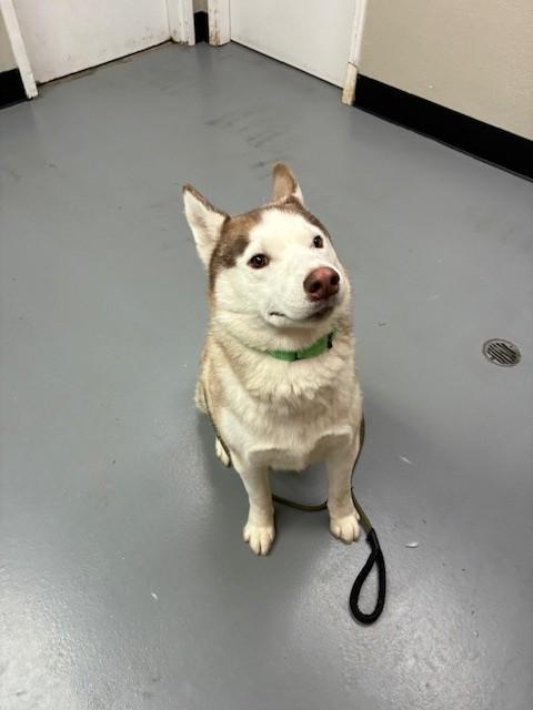 Elliot, a ADOPTABLE Husky in Phoenix, OR image 2/4