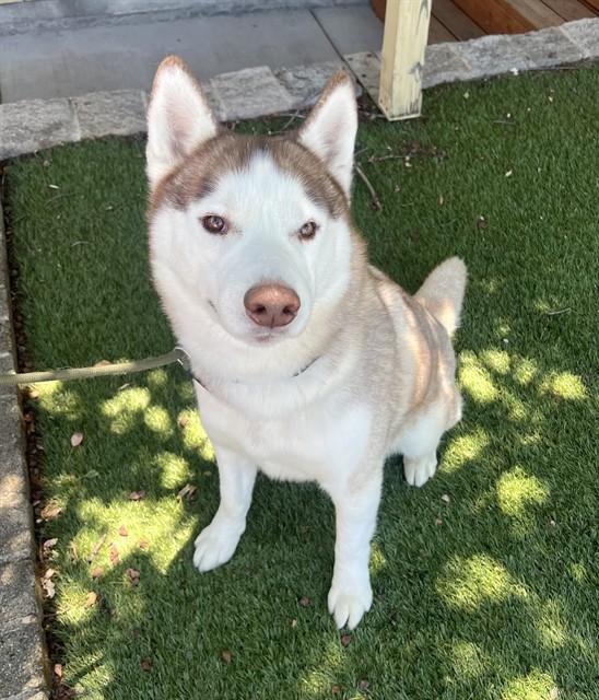 Enlarge Elliot, a ADOPTABLE Husky in Phoenix, OR image 5/5