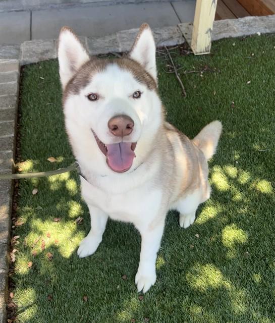 Enlarge Elliot, a ADOPTABLE Husky in Phoenix, OR image 2/5