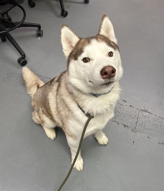 Elliot, a ADOPTABLE Husky in Phoenix, OR image 4/4