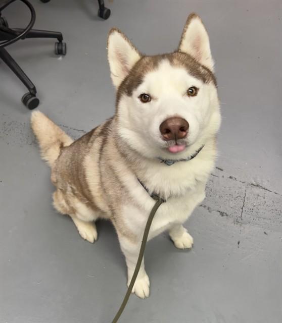 Elliot, a ADOPTABLE Husky in Phoenix, OR image 1/4