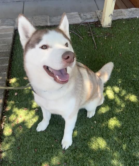 Enlarge Elliot, a ADOPTABLE Husky in Phoenix, OR image 4/5