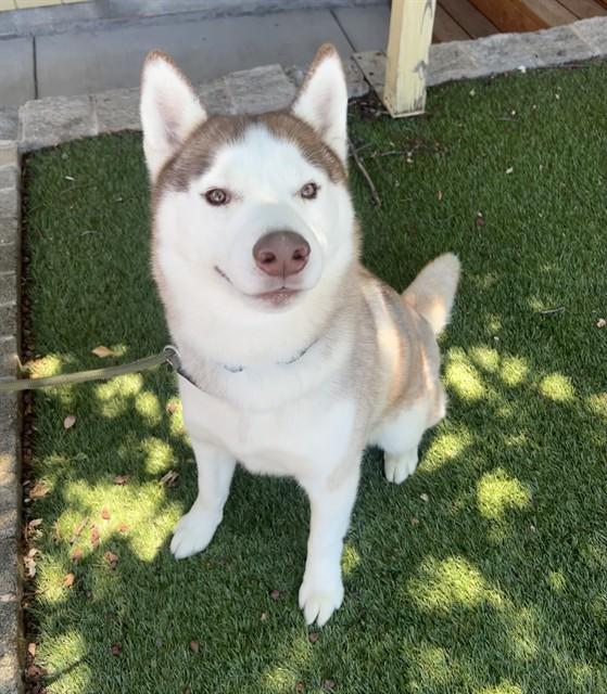 Enlarge Elliot, a ADOPTABLE Husky in Phoenix, OR image 3/5