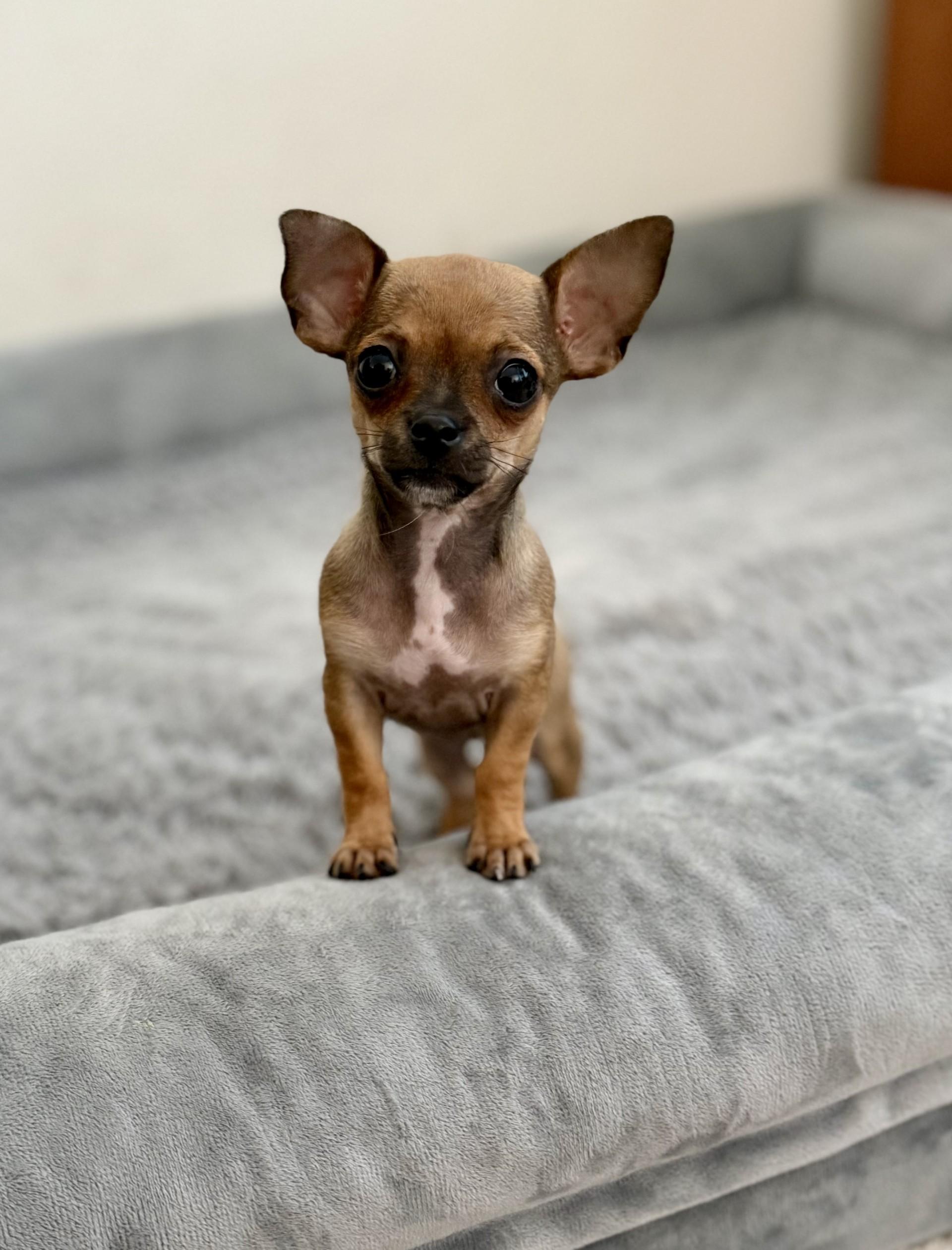 Enlarge Cherry the House Mouse, an adopted Chihuahua in Los Alamitos, CA image 4/6