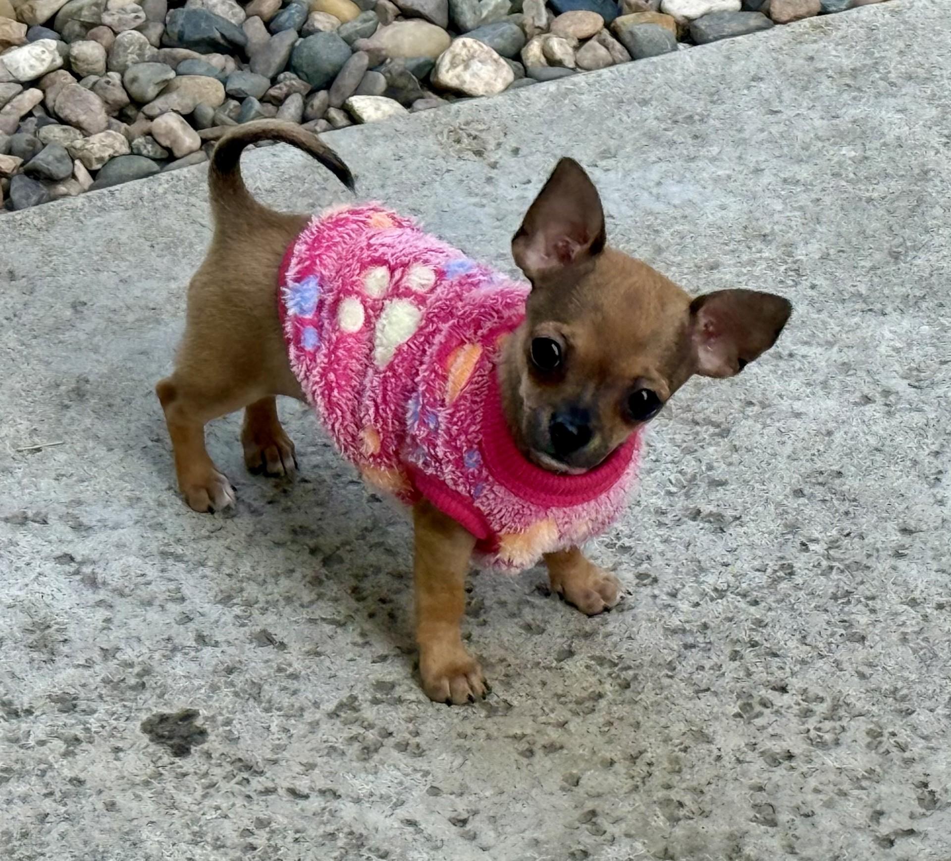 Enlarge Cherry the House Mouse, an adopted Chihuahua in Los Alamitos, CA image 2/6