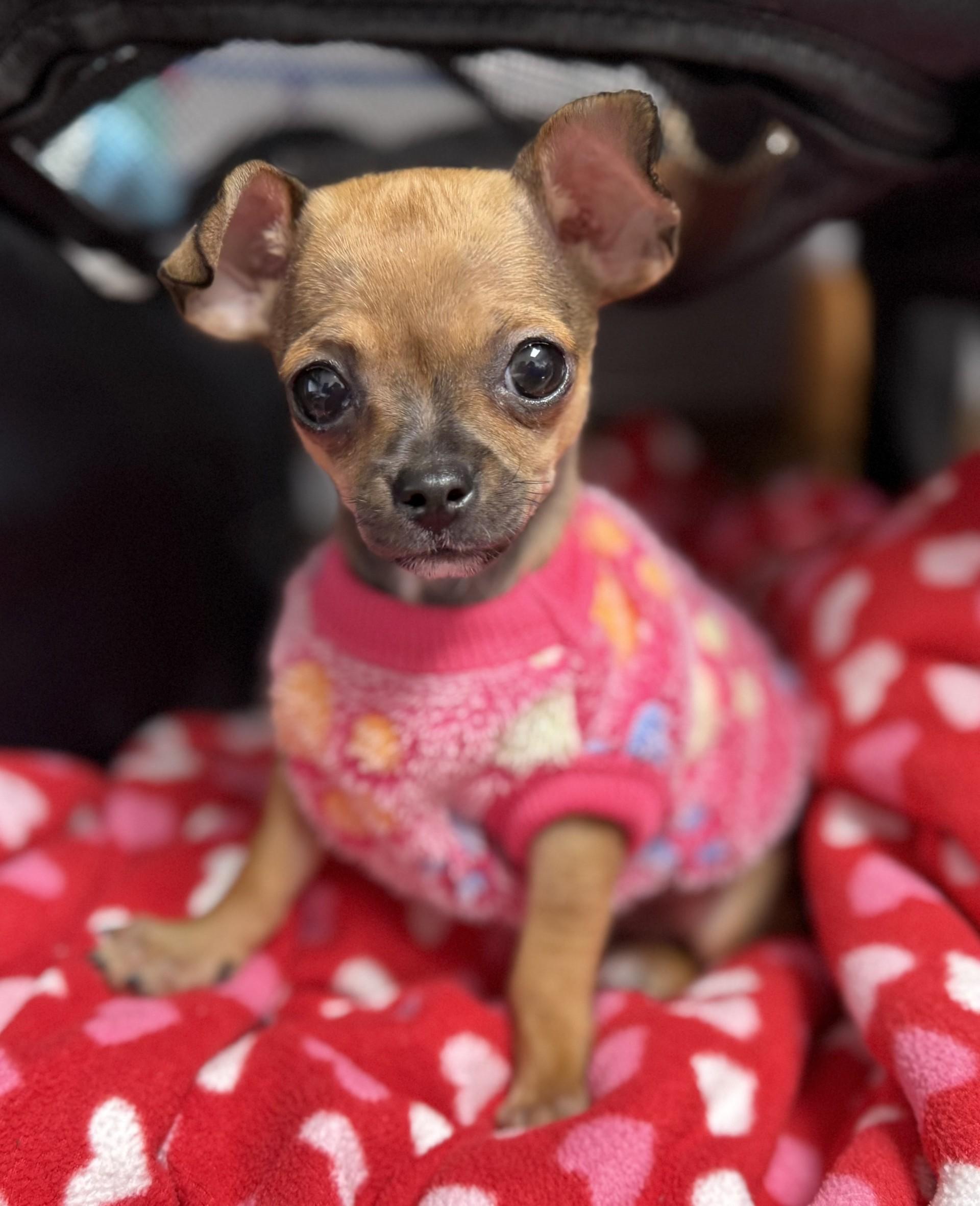 Enlarge Cherry the House Mouse, an adopted Chihuahua in Los Alamitos, CA image 3/6