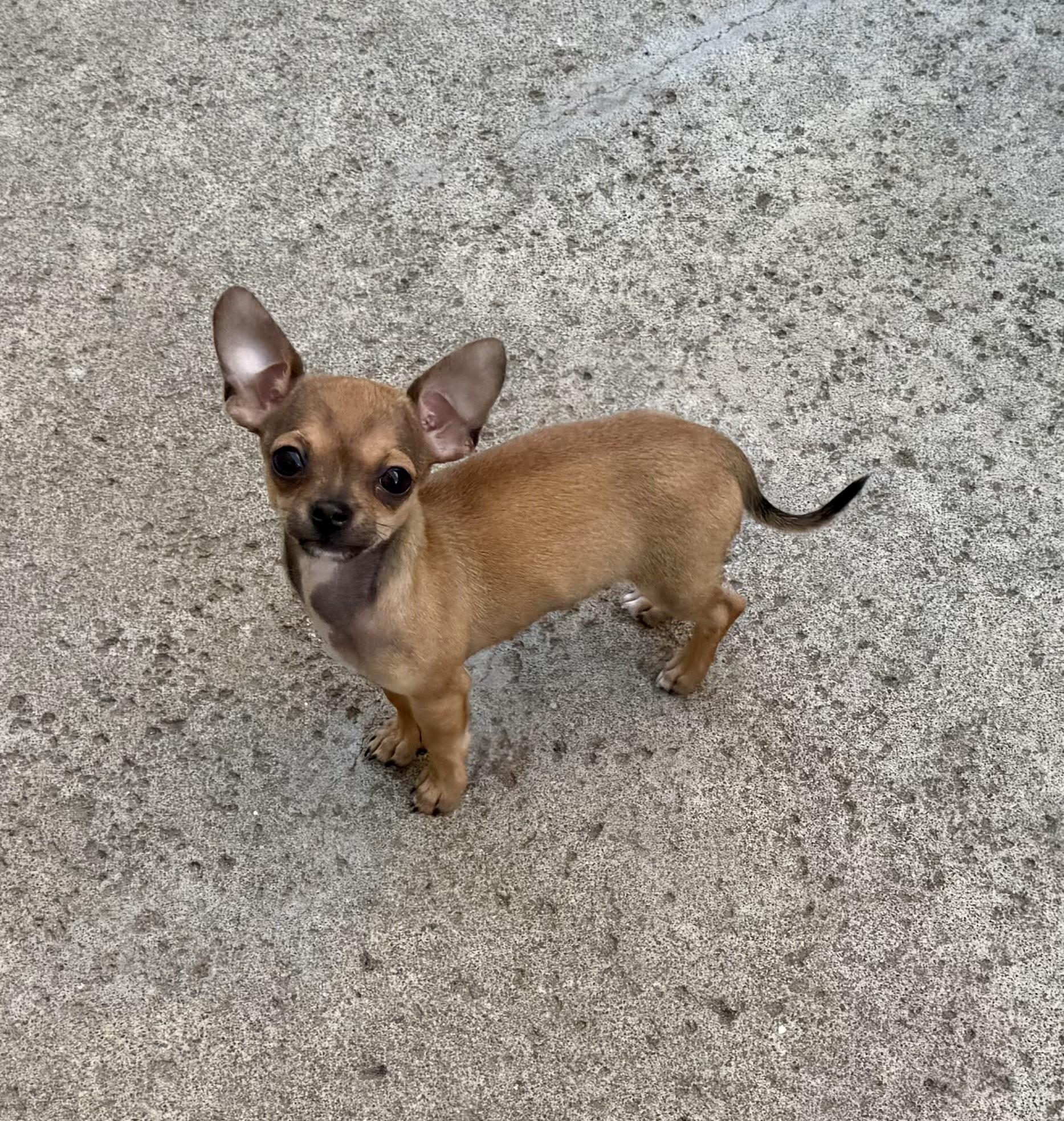 Enlarge Cherry the House Mouse, an adopted Chihuahua in Los Alamitos, CA image 5/6