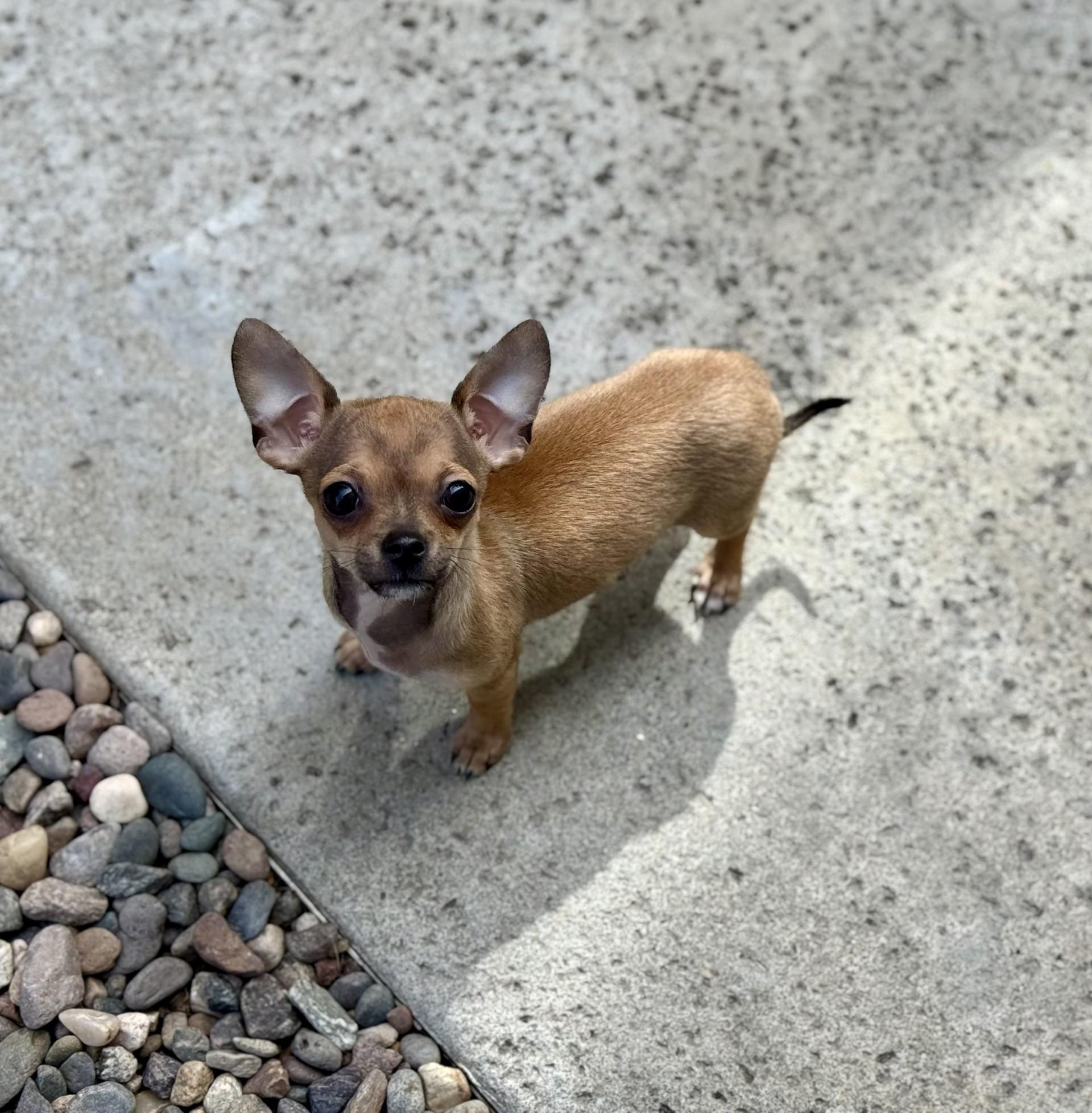 Enlarge Cherry the House Mouse, an adopted Chihuahua in Los Alamitos, CA image 1/6