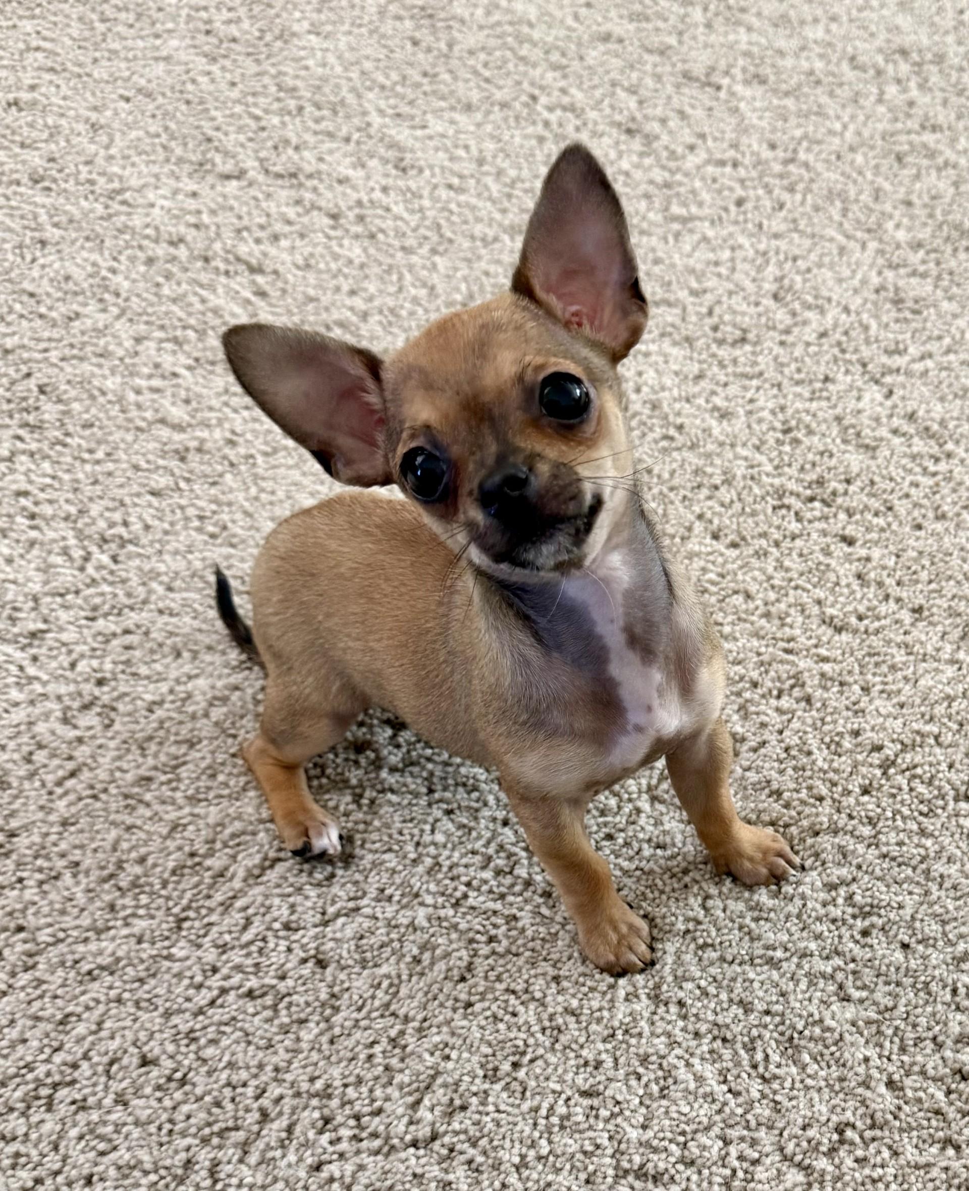 Enlarge Cherry the House Mouse, an adopted Chihuahua in Los Alamitos, CA image 6/6
