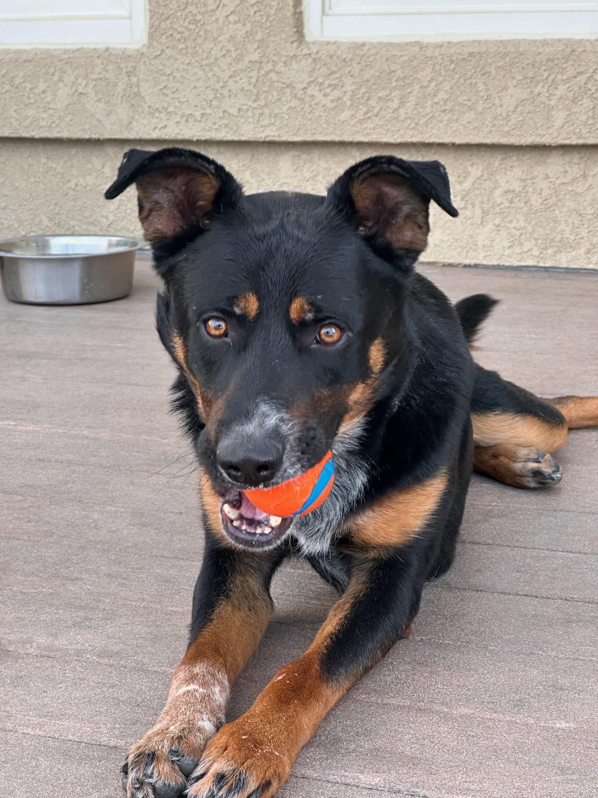 Enlarge Fenris, a ADOPTABLE Shepherd in Colorado Springs, CO image 2/5