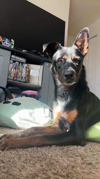 Enlarge Fenris, a ADOPTABLE Shepherd in Colorado Springs, CO image 2/4