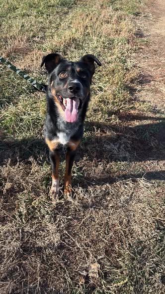 Enlarge Fenris, a ADOPTABLE Shepherd in Colorado Springs, CO image 3/4