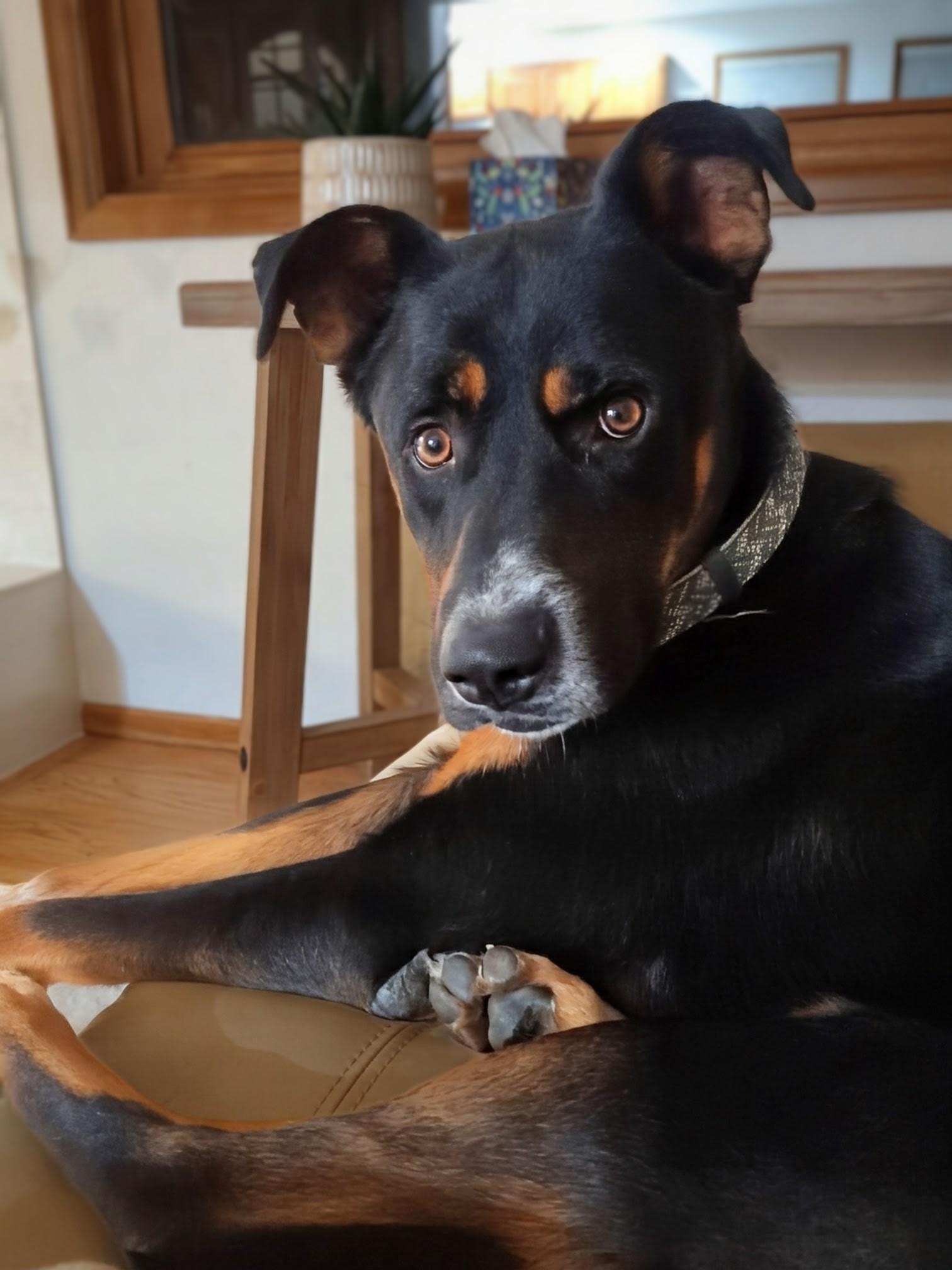 Fenris, ADOPTABLE, Young Male Shepherd.