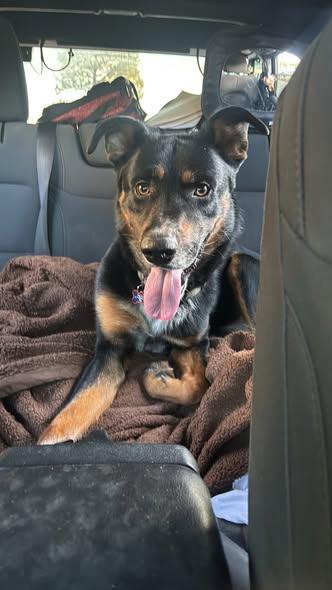 Enlarge Fenris, a ADOPTABLE Shepherd in Colorado Springs, CO image 4/4