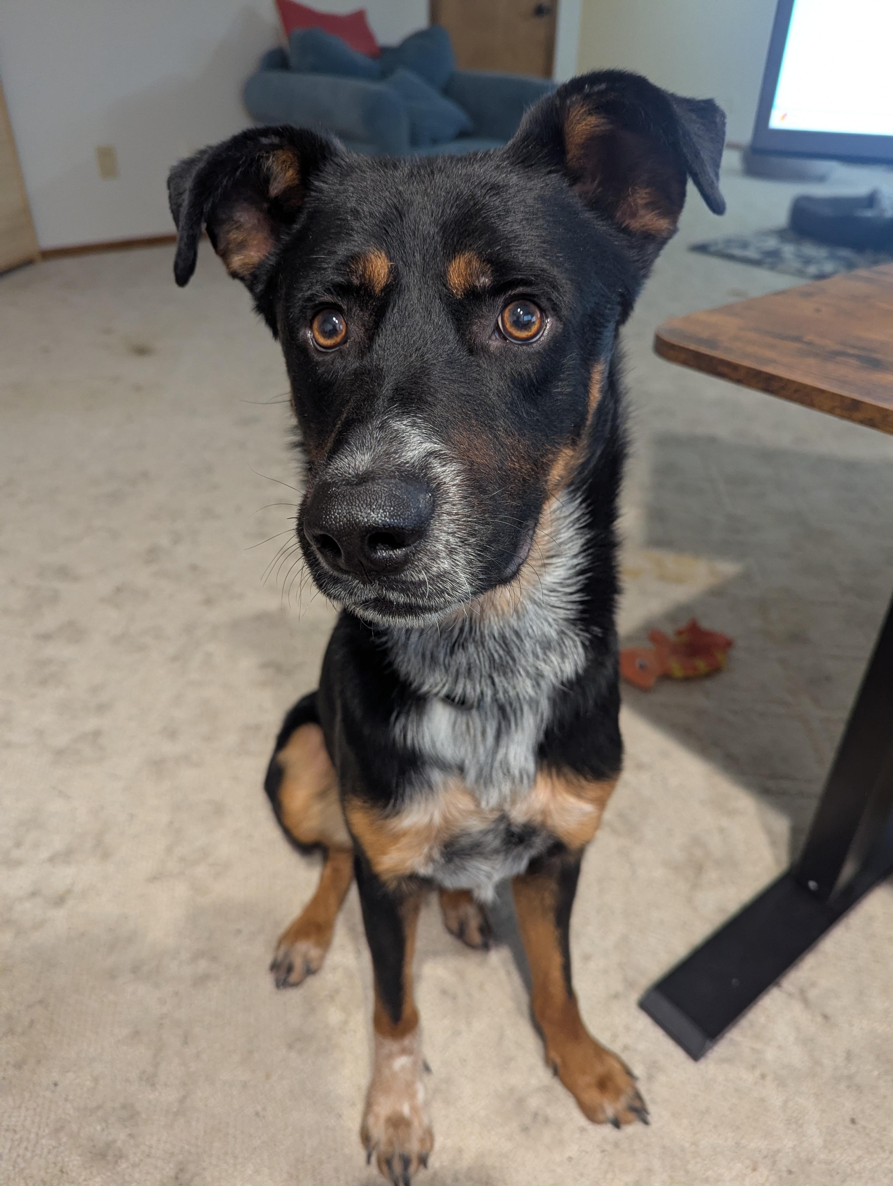 Enlarge Fenris, a ADOPTABLE Shepherd in Colorado Springs, CO image 2/5