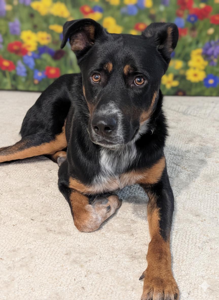 Fenris, ADOPTABLE, Young Male Shepherd.