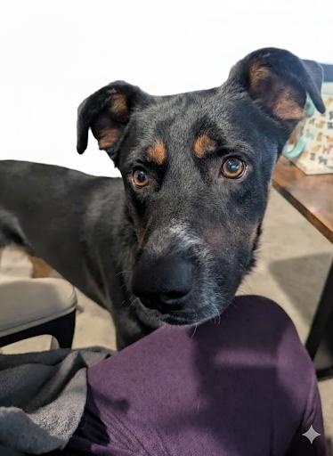 Enlarge Fenris, a ADOPTABLE Shepherd in Colorado Springs, CO image 3/5